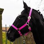 ¿Cuánto Vale un Caballo Pura Sangre? Análisis Comparativo de Precios y Factores Clave en el Mercado Hípico ¿Cuánto Vale un Caballo Pura Sangre? Análisis Comparativo de Precios y Factores Clave en el Mercado Hípico